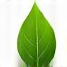 Green leaf icon symbolizing natural ingredients